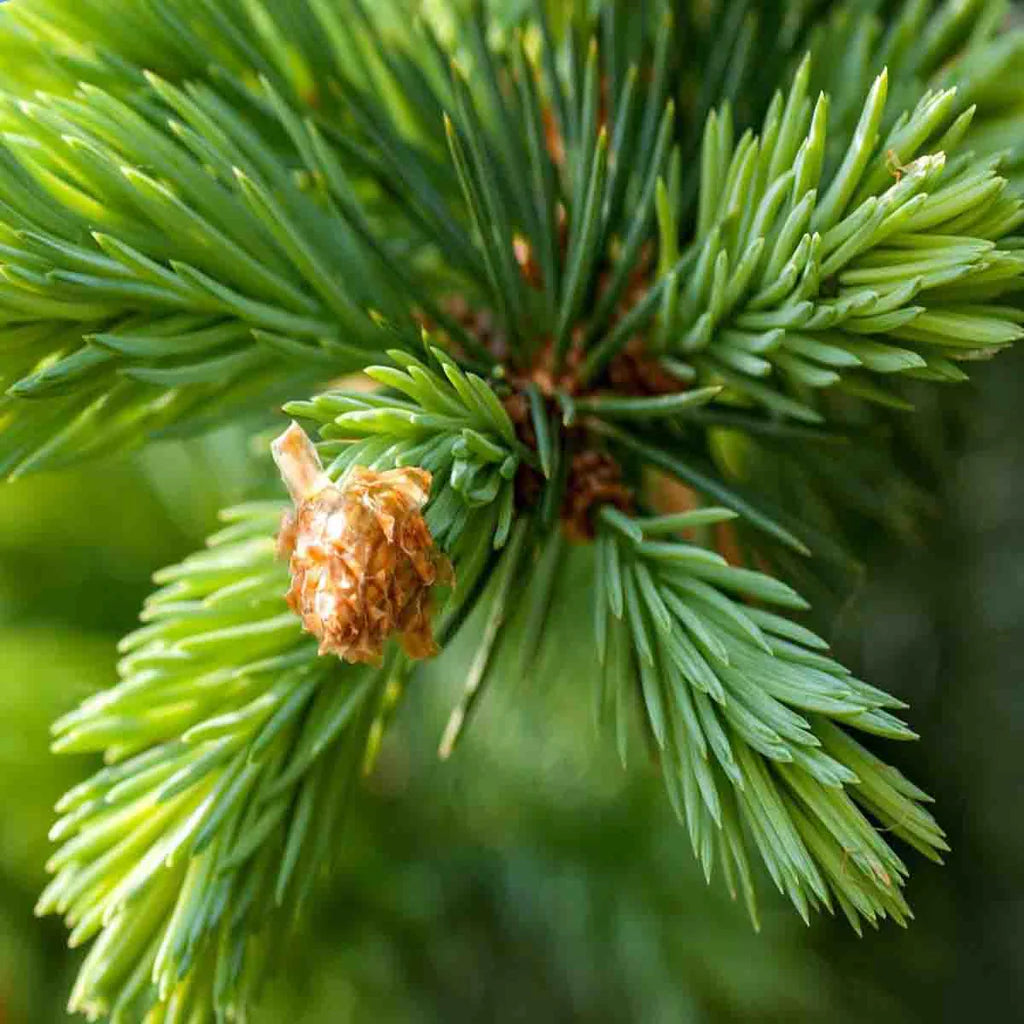 Abeto siberiano