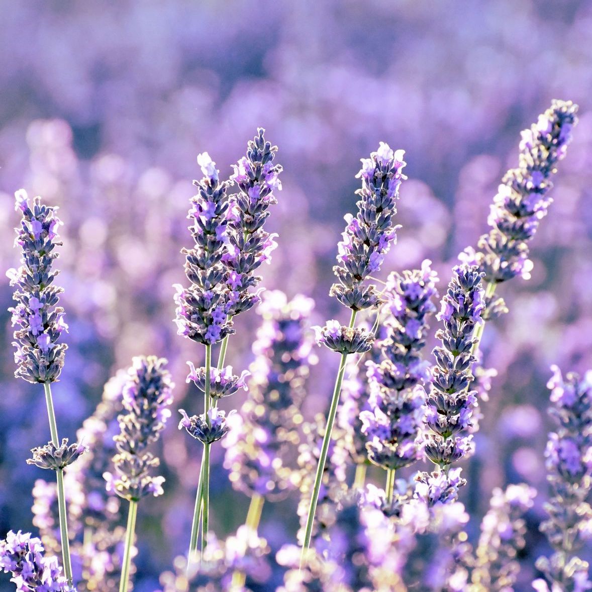 Lavanda